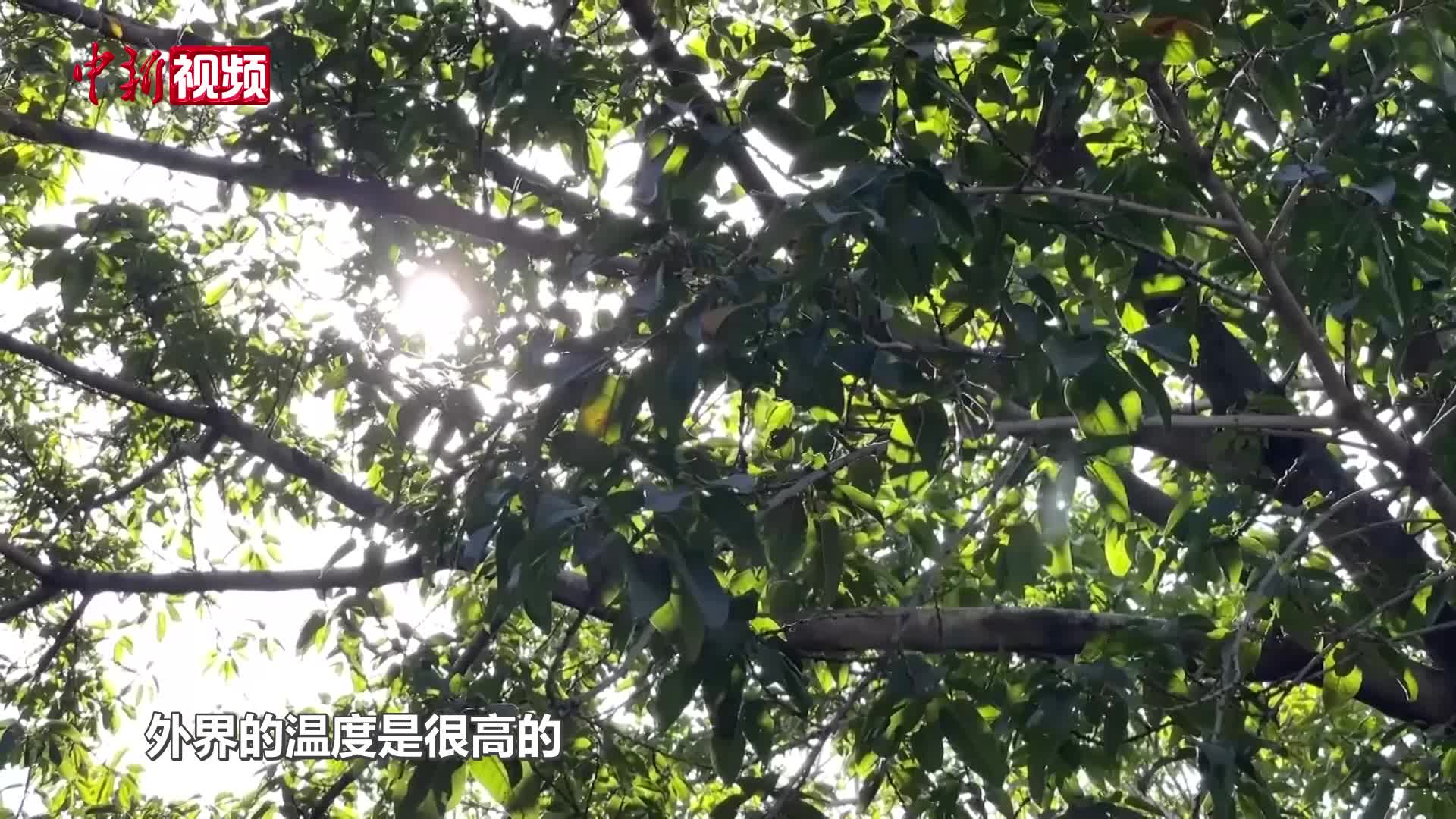 “冰”临夏日 冰饮“续命”还是伤身？